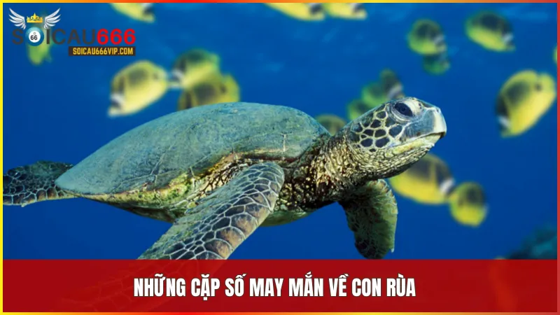 Mỗi con số tương ứng với giấc mơ về rùa đều mang theo thông điệp đặc biệt về tài vận
