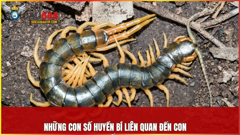 Tín hiệu về giấc mơ con rết? Giải mã con số may mắn khi mơ thấy rết 7 Con rết trong giấc mơ thường gắn liền với các con số tượng trưng cho sự bảo vệ và may mắn