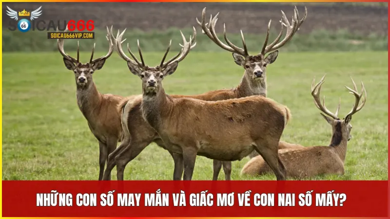 Giấc mơ về con nai số mấy? Có phải là điềm báo quan trọng? 6 Các con số liên quan đến giấc mơ về nai mang đến hy vọng cho sự thành công và may mắn