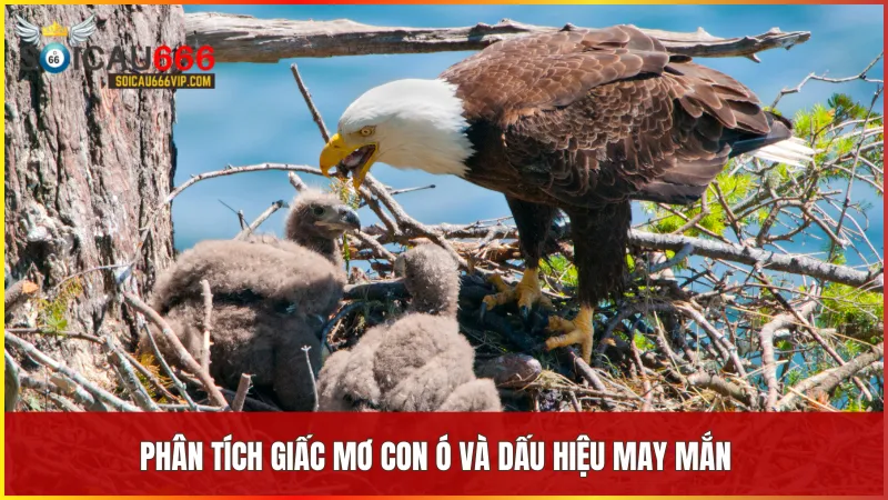 Giải mã giấc mơ về con ó: Chim ó đánh con gì, nên chọn số mấy để trúng? 6 Giấc mơ về chim Ó báo hiệu những bước ngoặt tích cực và cơ hội đổi đời sắp đến