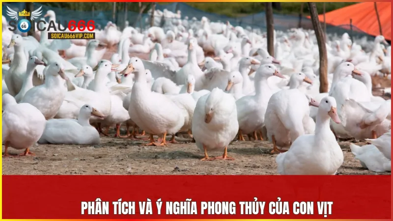 Con vịt số mấy? Khám phá giấc mơ thấy con vịt và số đề may mắn 6 Con vịt là biểu tượng của tình yêu bền chặt sự thịnh vượng và khả năng thích nghi linh hoạt trong cuộc sống