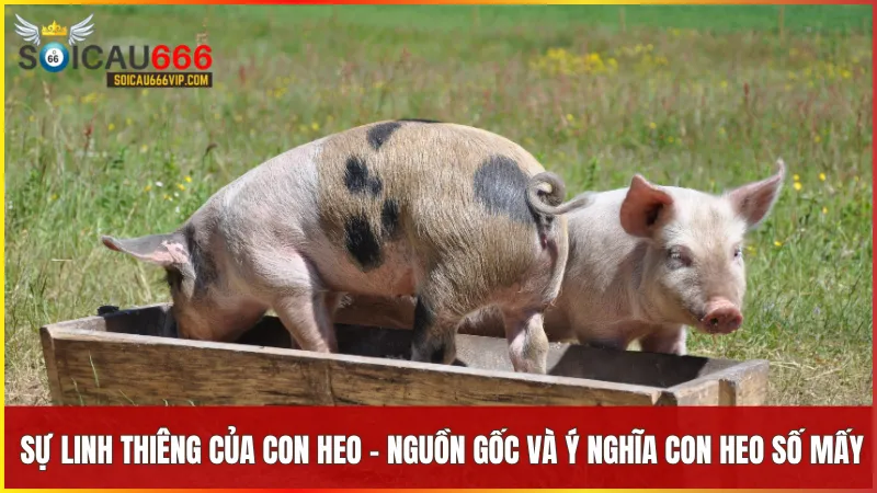 Giải mã giấc mơ về con heo lành hay dữ? Con heo số mấy thịnh vượng 6 Con heo được xem là biểu tượng linh thiêng gắn với các con số may mắn như 07, 47, 87
