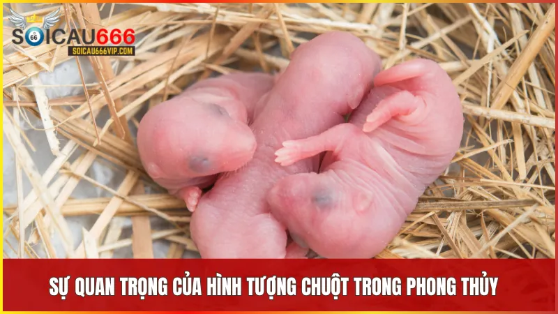 Con chuột số mấy mang nhiều điều may? Giải mã kết nối giấc mơ thấy con chuột 6 Hình tượng chuột thể hiện sự linh hoạt thông minh và khả năng mang đến tài lộc nếu sử dụng đúng cách trong phong thủy