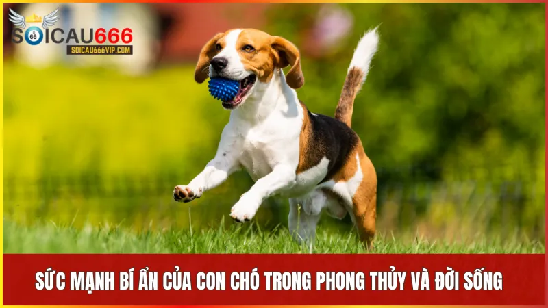 Con chó số mấy? Giải mã giấc mơ thấy con chó và điềm báo liên quan 6 Con chó đại diện cho sự trung thành và bảo vệ trong phong thủy và đời sống thường ngày