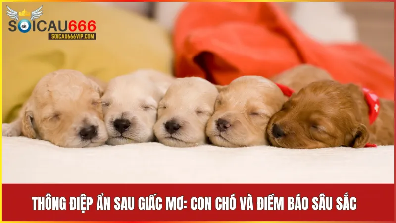 Con chó số mấy? Giải mã giấc mơ thấy con chó và điềm báo liên quan 9 Giấc mơ thấy chó phản ánh những tín hiệu cảm xúc và mối quan hệ trong cuộc sống thực