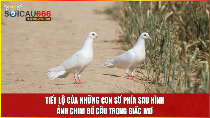 Điềm Báo mơ thấy bồ câu số mấy? Tiết lộ những con số May Mắn 8 Danh sách con số theo từng tình huống mơ thấy bồ câu giúp bạn soi cầu chính xác và hiệu quả.