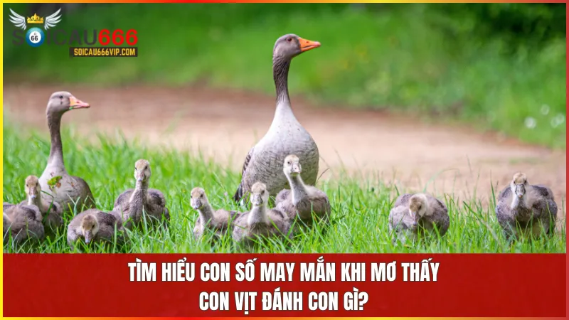 Con vịt số mấy? Khám phá giấc mơ thấy con vịt và số đề may mắn 10 Chọn số phù hợp với từng giấc mơ về vịt có thể mang lại may mắn nếu bạn biết phân tích đúng hoàn cảnh