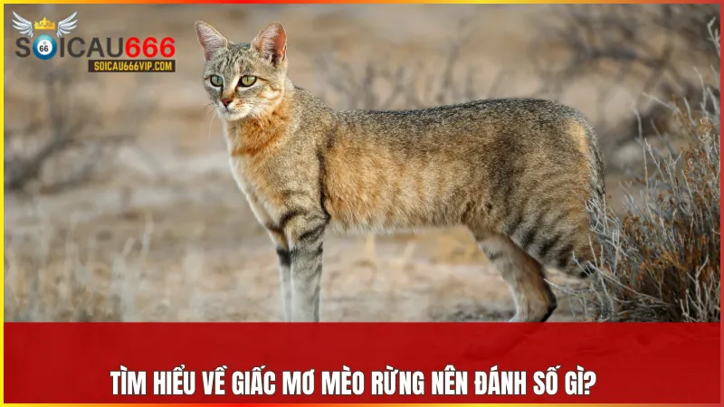 Ngủ mơ thấy mèo rừng và gợi ý những con số để tăng tỷ lệ thắng lớn? 8 Giấc mơ về mèo rừng tương ứng với cặp số mang thông điệp tài lộc và vận may