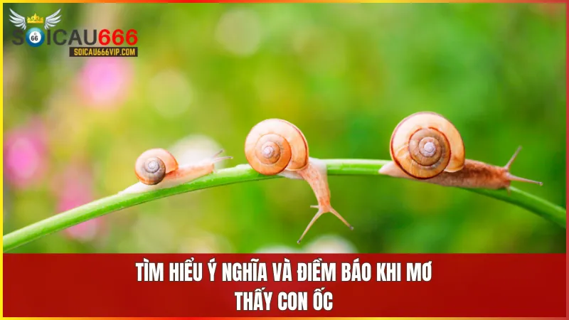 Giải mã giấc mơ: Thấy con ốc, đánh con gì để trúng lớn? 5 Mơ thấy con ốc thường gắn liền với những con số tài lộc như 06 và 66 trong phong thủy