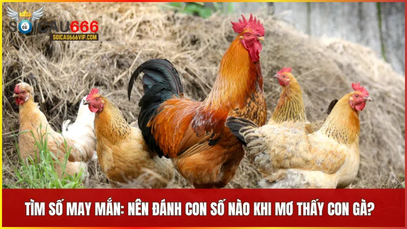Giải mã giấc mơ: Con gà số mấy? Điềm báo và các con số may mắn 8 Những con số liên quan đến giấc mơ con gà giúp bạn tăng cơ hội đổi vận và trúng lớn