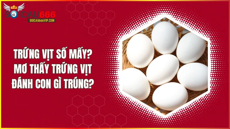 Trứng vịt số mấy? Giải mã giấc mơ về trứng vịt đánh con gì trúng?