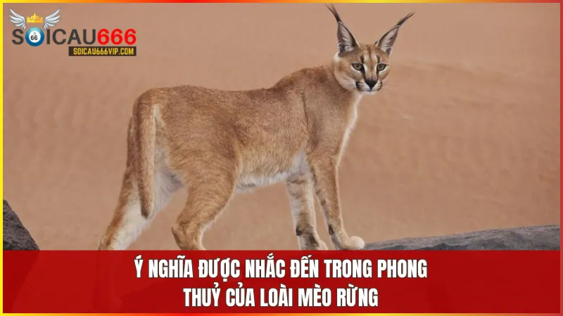 Ngủ mơ thấy mèo rừng và gợi ý những con số để tăng tỷ lệ thắng lớn? 5 Mèo rừng đại diện cho sức mạnh bảo vệ và vận may nhưng cũng gắn liền với sự cảnh báo trong tâm linh phương Đông