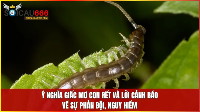 Tín hiệu về giấc mơ con rết? Giải mã con số may mắn khi mơ thấy rết 6 Giấc mơ con rết phản ánh những lo âu, nguy cơ tiềm ẩn và cảnh báo về mối quan hệ xung quanh bạn