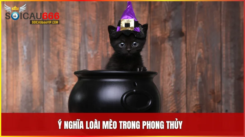 Mèo nhà số mấy? Giải mã giấc mơ thấy mèo nhà và con số may mắn liên quan 5 Mèo mang lại năng lượng tích cực giúp gia chủ bình an và thu hút tài lộc