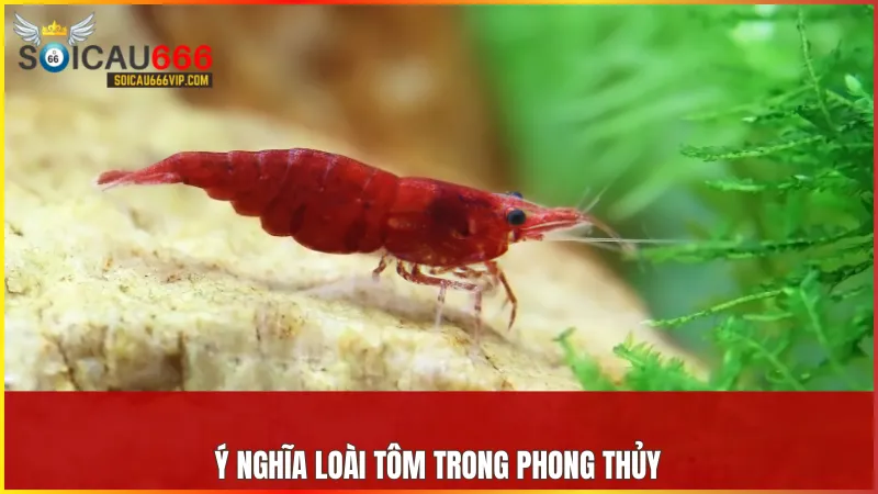 Con tôm số mấy? Giải mã giấc mơ thấy tôm và điềm báo liên quan 5 Tôm là biểu tượng của sự may mắn, linh hoạt và khả năng vượt qua thử thách trong cuộc sống.