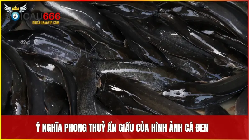 Con cá đen số mấy may mắn? Giải mã nằm mơ thấy cá đen có ý nghĩa gì? 5 Cá đen trong phong thủy tượng trưng cho sự bảo vệ và nguồn năng lượng sâu sắc