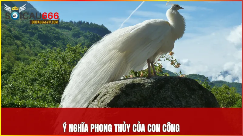 Con công là số mấy? Mơ thấy con công đánh con gì để trúng lớn? 5 Con công đại diện cho sự thịnh vượng, trí tuệ và vẻ đẹp hài hòa trong phong thủy Á Đông