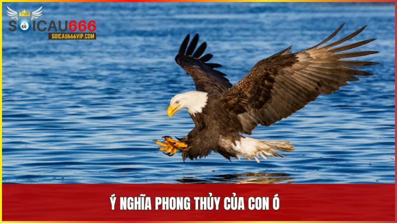 Giải mã giấc mơ về con ó: Chim ó đánh con gì, nên chọn số mấy để trúng? 5 Con Ó tượng trưng cho quyền lực, tầm nhìn xa và mang lại may mắn trong phong thủy