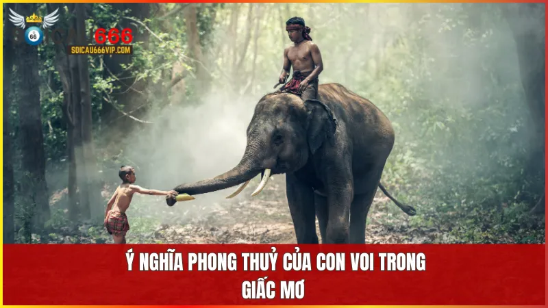 Mơ thấy con voi mang thông điệp về sự bảo vệ, ổn định và thịnh vượng trong cả phong thủy lẫn tâm linh.