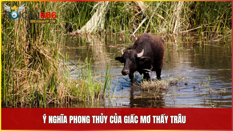 Giấc mơ thấy trâu mang lại may mắn tài lộc và sự bền bỉ trong cuộc sống