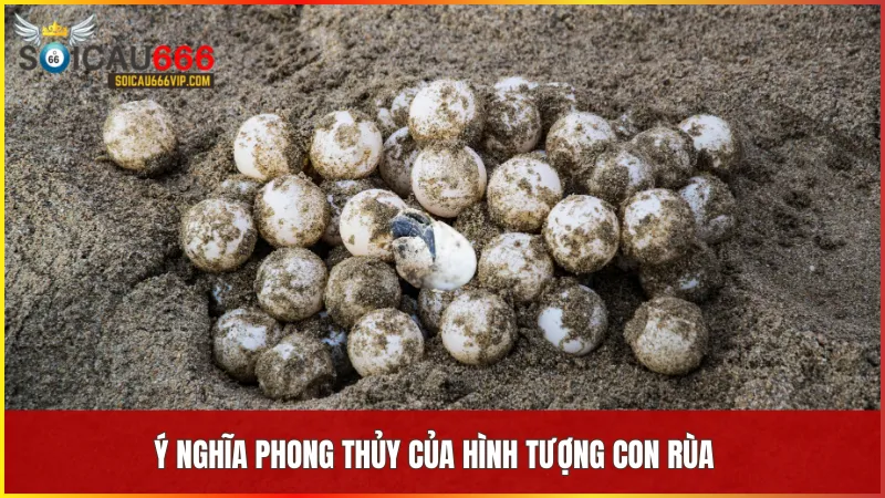 Con rùa đại diện cho trường thọ, sức khỏe và may mắn theo quan niệm phong thủy Á Đông