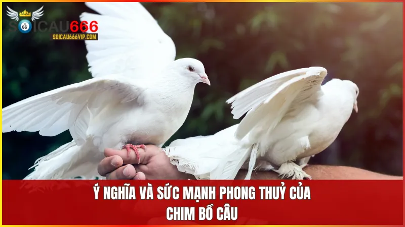 Điềm Báo mơ thấy bồ câu số mấy? Tiết lộ những con số May Mắn 5 Chim bồ câu tượng trưng cho hòa bình, tình yêu bền chặt và tài lộc viên mãn trong phong thuỷ.
