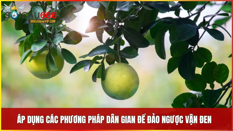 Tiết lộ thủ thuật giải đen lô đề chinh phục mọi con số 6 Lá bưởi và trứng vịt lộn là mẹo dân gian đơn giản nhưng được tin tưởng trong giải đen