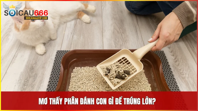 Các giấc mơ liên quan đến phân thường gắn với những con số may mắn có khả năng mang lại tài lộc bất ngờ