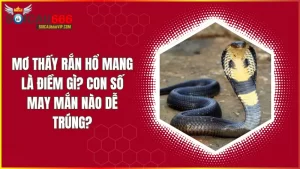 Mơ thấy rắn hổ mang là điềm báo gì? Khám phá ý nghĩa và con số may mắn theo từng trường hợp cùng soicau 666
