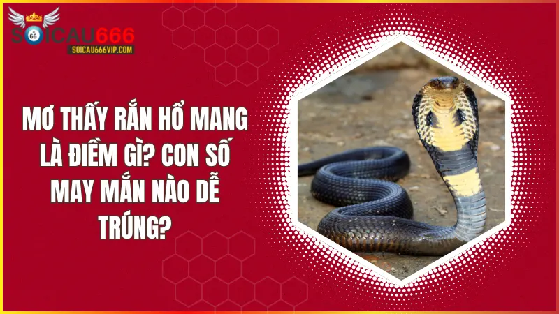 Mơ thấy rắn hổ mang là điềm gì? Giải mã giấc mơ và con số may mắn tại soicau 666