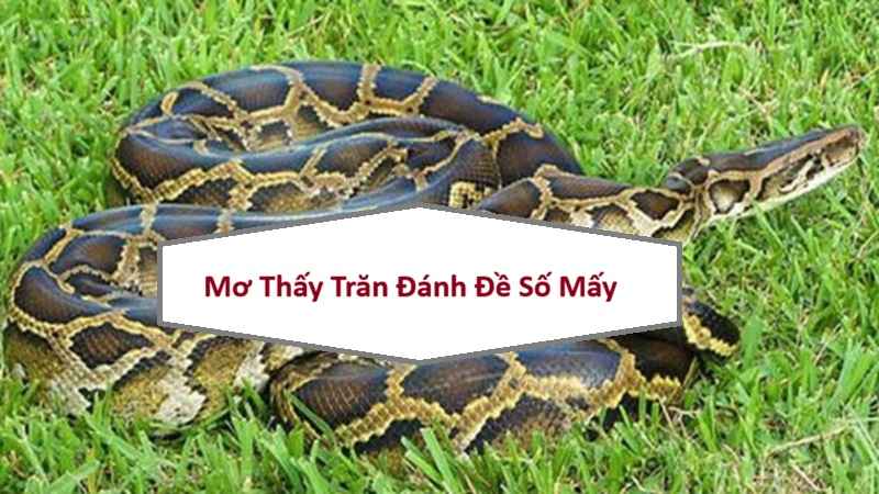 Nằm Mơ Thấy Trăn Đánh Đề Con Gì? Giải Mã Mật Mã